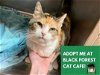 adoptable Cat in fort wayne, IN named CAMI