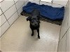 adoptable Dog in fort wayne, IN named HALO
