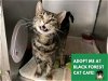 adoptable Cat in fort wayne, IN named CUBBY