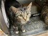 adoptable Cat in fort wayne, in, IN named JANICE