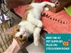 adoptable Cat in fort wayne, IN named EDWARD