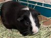 adoptable Guinea Pig in fort wayne, IN named BEAN