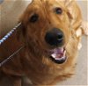 adoptable Dog in fort wayne, IN named CODY