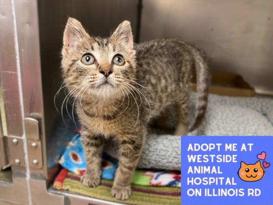 adoptable Cat in Fort Wayne, IN named STORY