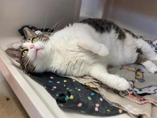 adoptable Cat in Fort Wayne, IN named NEEVA