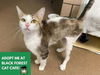 adoptable Cat in Fort Wayne, IN named ASHLEY