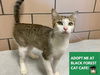 adoptable Cat in Fort Wayne, IN named MAC