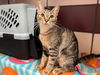 adoptable Cat in Fort Wayne, IN named STEFFY