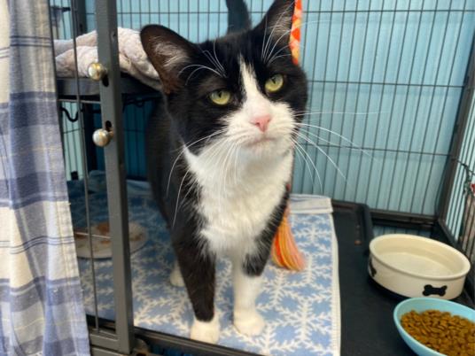 adoptable Cat in Fort Wayne, IN named URSULA