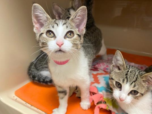 adoptable Cat in Fort Wayne, IN named TABITHA