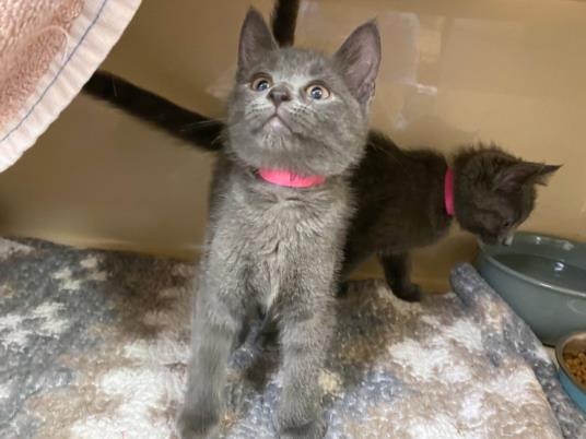 adoptable Cat in Fort Wayne, IN named BEASTY