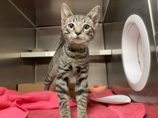 adoptable Cat in Fort Wayne, IN named MATT