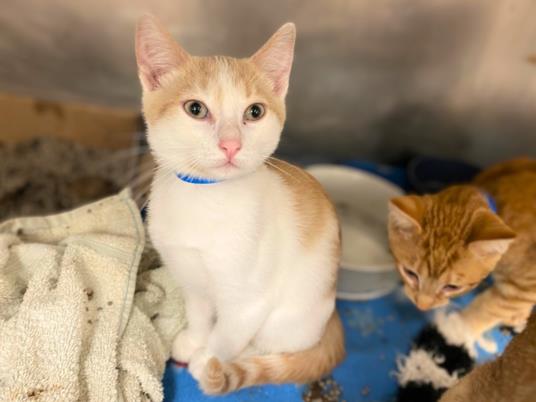 adoptable Cat in Fort Wayne, IN named RUSSET