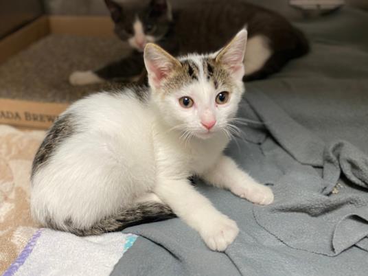 adoptable Cat in Fort Wayne, IN named BILLY