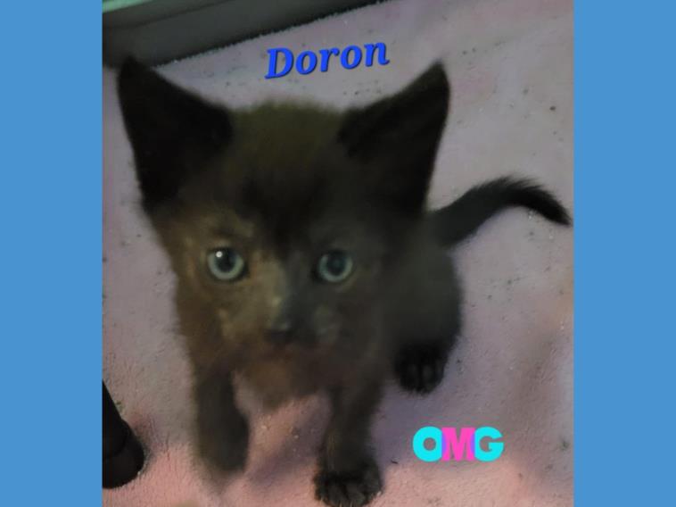 adoptable Cat in Fort Wayne, IN named DORON