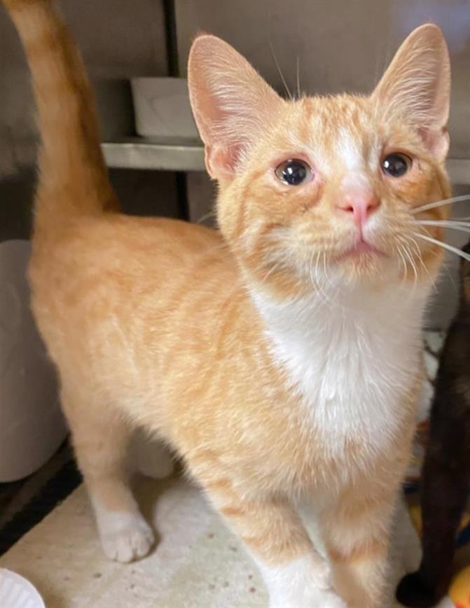 adoptable Cat in Fort Wayne, IN named PUSHUP