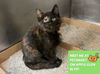 adoptable Cat in Fort Wayne, IN named ESMERALDA