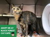 adoptable Cat in Fort Wayne, IN named ALISE