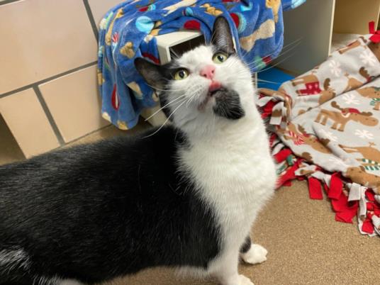 adoptable Cat in Fort Wayne, IN named PAT