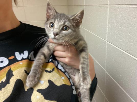 adoptable Cat in Fort Wayne, IN named CLOVER