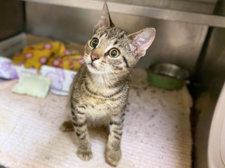 adoptable Cat in Fort Wayne, IN named BARRY