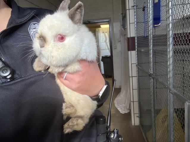 adoptable Rabbit in Fort Wayne, IN named CHUBBLES