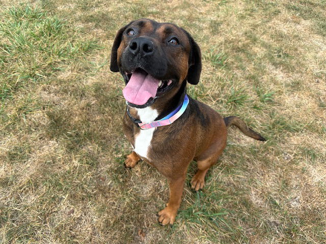 adoptable Dog in Fort Wayne, IN named SADIE