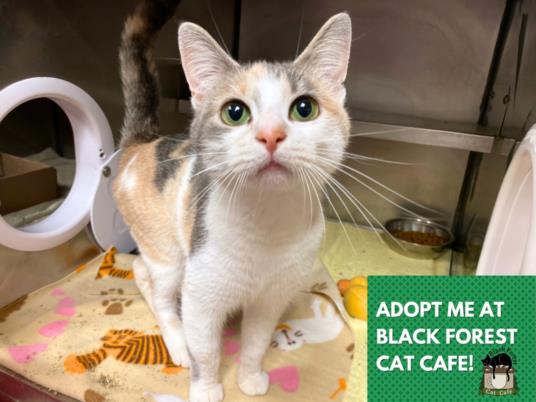 adoptable Cat in Fort Wayne, IN named STELLER