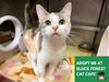 adoptable Cat in Fort Wayne, IN named STELLER