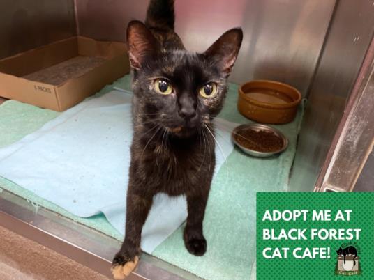 adoptable Cat in Fort Wayne, IN named MAVIS