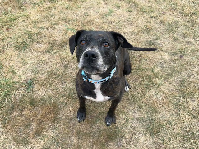 adoptable Dog in Fort Wayne, IN named INNA