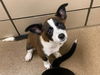 adoptable Dog in Fort Wayne, IN named GALAXIA