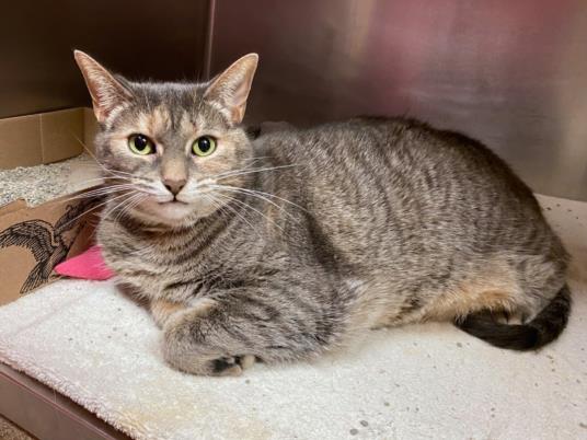 adoptable Cat in Fort Wayne, IN named PRECIOUS