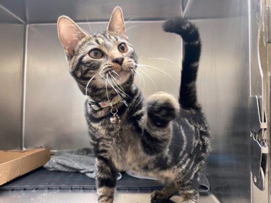 adoptable Cat in Fort Wayne, IN named STARRY