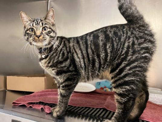 adoptable Cat in Fort Wayne, IN named OCEAN