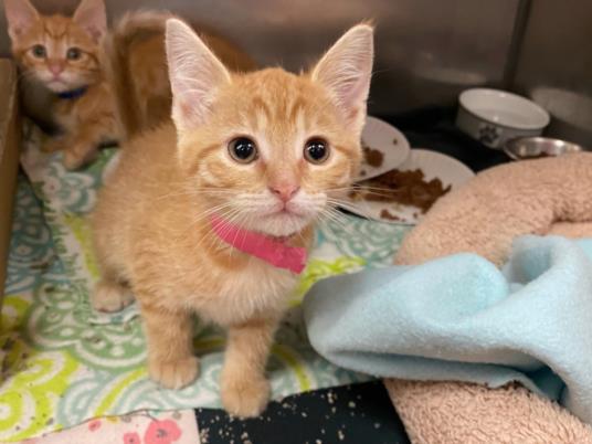 adoptable Cat in Fort Wayne, IN named MINNIE