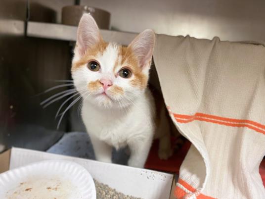 adoptable Cat in Fort Wayne, IN named DEVON