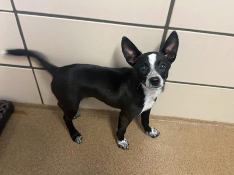 adoptable Dog in Fort Wayne, IN named ROSIE