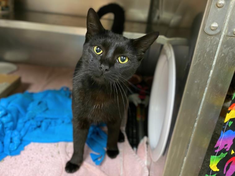 adoptable Cat in Fort Wayne, IN named WAFFLES