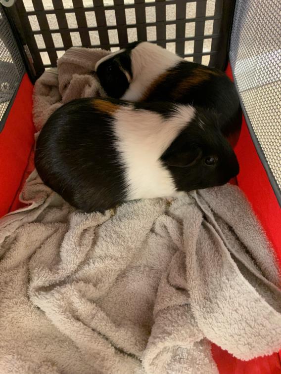 adoptable Guinea Pig in Fort Wayne, IN named PEANUT BUTTER