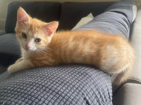 adoptable Cat in Fort Wayne, IN named JUNIOR