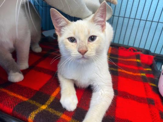 adoptable Cat in Fort Wayne, IN named TIMONE