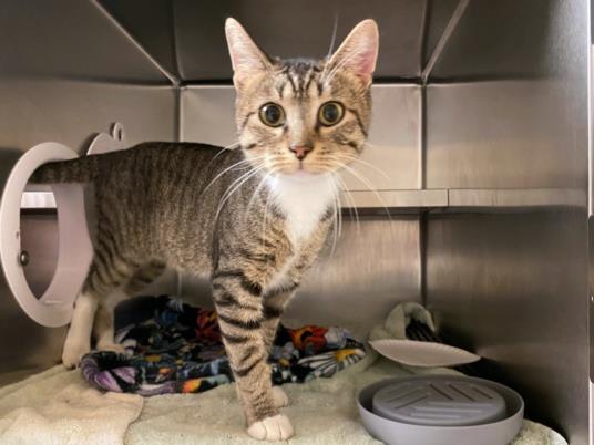 adoptable Cat in Fort Wayne, IN named MITCHELL