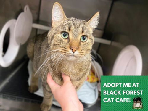 picture of the cat needing adoption