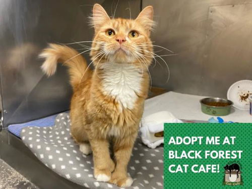 picture of the cat needing adoption