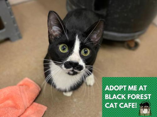 picture of the cat needing adoption