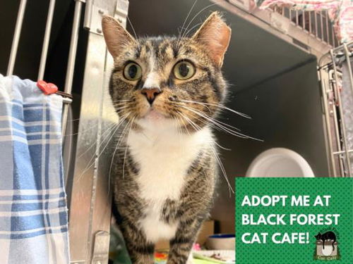 picture of the cat needing adoption