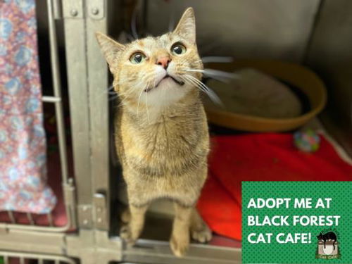 picture of the cat needing adoption