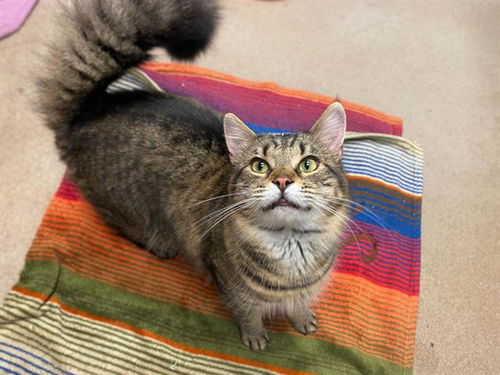 picture of the cat needing adoption