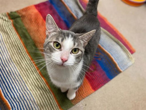 picture of the cat needing adoption